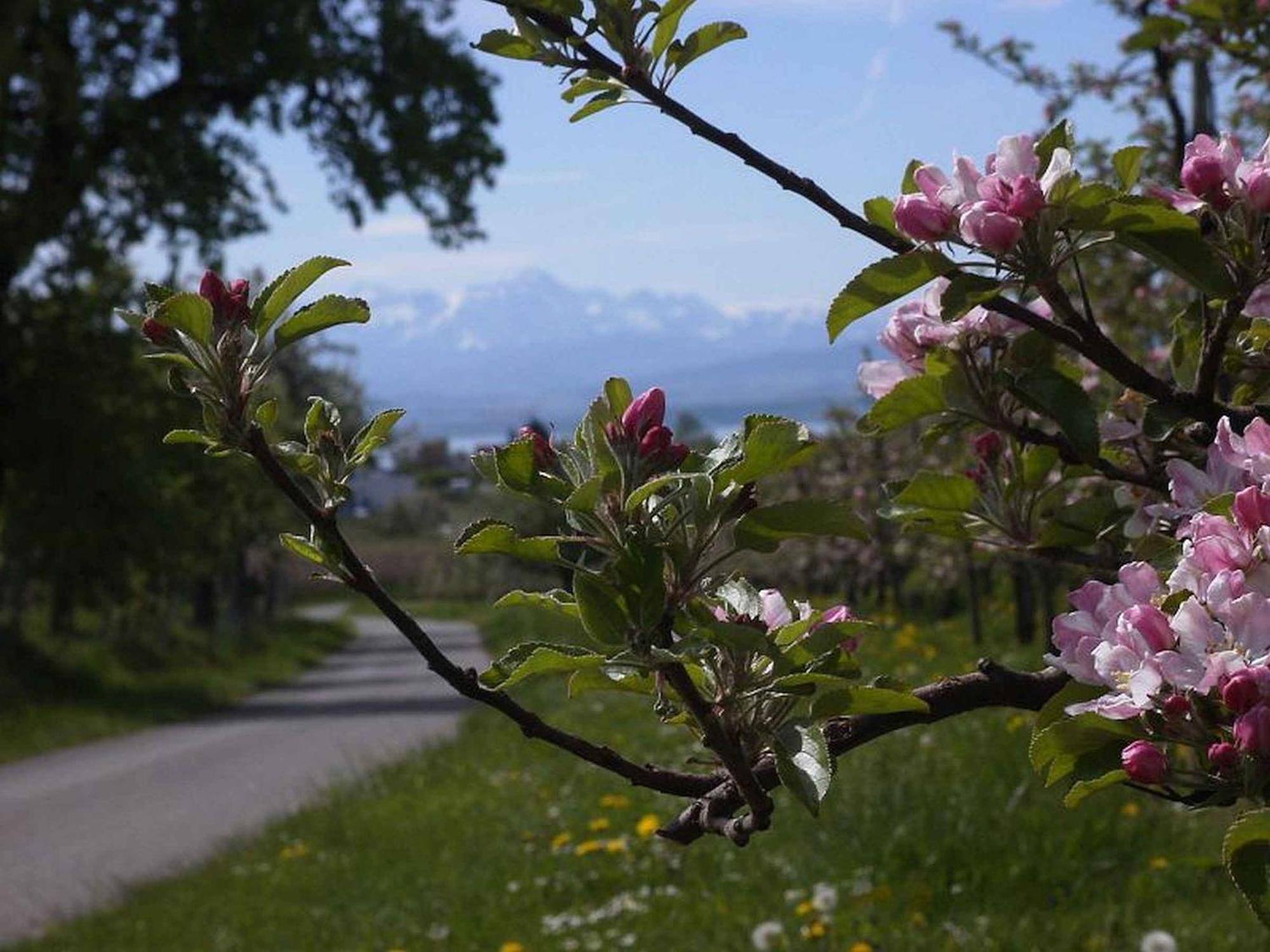 Haus Alpenblick Appartement Immenstaad am Bodensee Buitenkant foto
